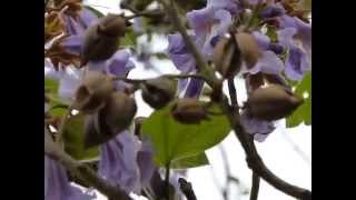 Princess Tree Paulownia tomentosa [upl. by Petey]