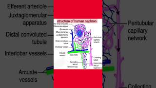 Structure of Human nephronshortsvideo shortsviral shorts biology humanbody [upl. by Llerrat]