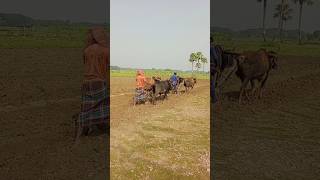 The beauty of the village is agriculture villagelife shortvideo [upl. by Aitsirk]