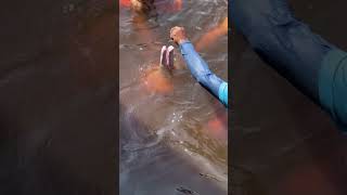 Feeding wild Amazon river dolphin [upl. by Meara]