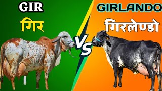 Gir vs Girlando cow  gir cow  Girlando cow  girlendo cow farm in India [upl. by Suravat]