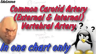 Common Carotid Artery External amp Internal Carotid Artery Vertebral Artery [upl. by Stefa]