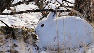 Hudson Bay Manitoba Canada  Arctic Hare 2024 Oct 27 [upl. by Ragan]