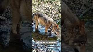 wolf in de veluwe [upl. by Bealle]