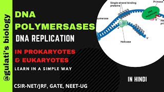 DNA polymerase in Hindi  Types of DNA polymerases  DNA polymerase in prokaryotes and eukaryotes [upl. by Letha]