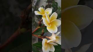 Frangipani garden gardenbeauty gardenflowerplant peacefulgarden [upl. by Emylee]