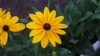 Rudbeckia Indian Summer  Showcase [upl. by Niles]