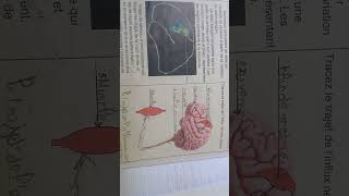 Le trajet de l influx nerveux moteur مسار السيارة العصبية الحركية 3ac SVT [upl. by Vaasta]