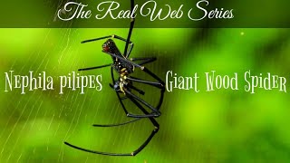 Giant Wood Spider Nephila maculata The real web series  A short documentary [upl. by Rosecan]