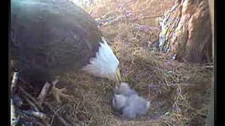 BALD EAGLES HORNBY  A TRIBUTE TO LITTLE ECHO WHO WAS KILLED TOO SOON [upl. by Trutko]