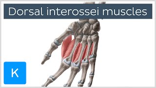 Interosseous Muscles Of The Hand Anatomy  Everything You Need To Know  Dr Nabil Ebraheim [upl. by Eat]