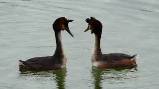 Haubentaucher bei der Balz Balztanz great crested grebe bird courtship [upl. by Nivart]