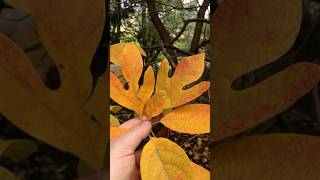 Sassafras albidum leafs Botanical garden of university in Maribor Pivola Slovenija oktober 2024 [upl. by Derrek]