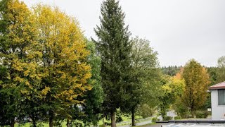 Auf der Suche nach dem schönsten Christbaum für den Frankfurter Weihnachtsmarkt [upl. by Wolram233]