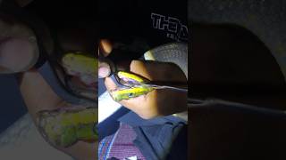 Proses pengobatan ular gonyosoma oxichepalum yang sariawan reptiles snake exalosindonesia [upl. by Aceissej]