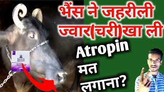 Hydrocyanic Acid Poisoning  भैंस ने जहरीली ज्वार खा ली इलाज  nitrate acid poisoning in cattle [upl. by Enaoj]