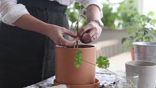 DIY Pelargonträd  Geranium tree [upl. by Balthazar]