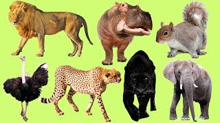 Los Animales africanos para niños  Aprender Animales africanos  El Sonido de los Animales [upl. by Daile432]