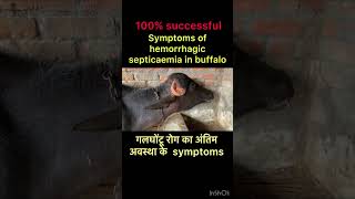 Symptoms of hemorrhagic septicaemia l dr umar khan [upl. by Maon]