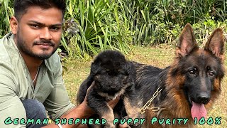 German shepherd Male puppy 100Pure Available in Odisha India 🇮🇳 at best price [upl. by Ailicec]