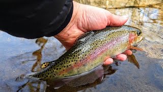 Fly Fishing a Beautiful Trout stream  A winter fly fishing adventure [upl. by Alian]