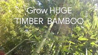 Growing HUGE TIMBER BAMBOO [upl. by Ihana]