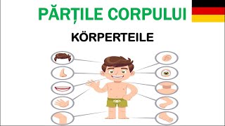 🇩🇪Părțile corpului 👩🏼‍🦳👨🏻‍🦰Körperteile👁👅👄💪🦶👣🖐👂👃🫁🫀 [upl. by Cohbert]