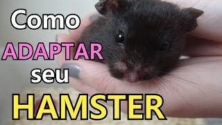 Adaptação de um hamster [upl. by Gebhardt]