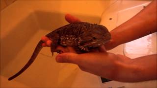 Tutorial comment donner un bain a un Pogona vitticeps [upl. by Kamilah511]