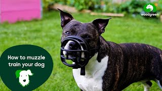 How to muzzle train your dog  Pet advice for dogs  Woodgreen Pets Charity [upl. by Fleta]