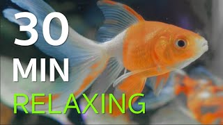 GOLDFISH SWIMMING FOR 30 MINUTES [upl. by Aiz]