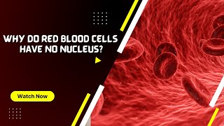 Why do red blood cells have no nucleus [upl. by Corliss]