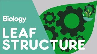 Structure Of The Leaf  Plant  Biology  The FuseSchool [upl. by Suzie]
