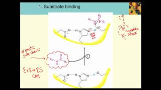 Serine Protease [upl. by Dardani]