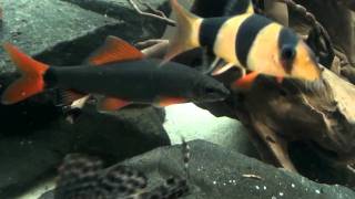 Epalzeorhynchos frenatum HD movie 03  Redfin Shark [upl. by Holleran]