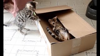 15 Minutes of Kittens  CUTEST Kitten Videos 😍 [upl. by Evvy]