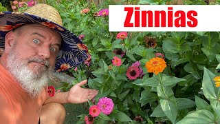 Growing Zinnias and Care of Zinnia Plants [upl. by Julianne]