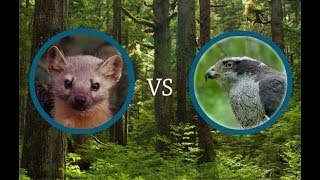 Marten vs Goshawk [upl. by Anitteb]