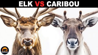 What Is The Difference Between Elk And Caribou [upl. by Nosreip461]