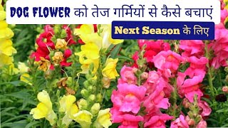 How To Save AntirrhinumDog Flower For Next Season How To Grow and Care Dog FlowerPriya Gardenhub [upl. by Hazaki]