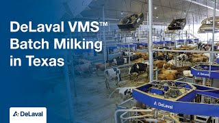 DeLaval VMS™ Batch Milking in Texas [upl. by Aleb]