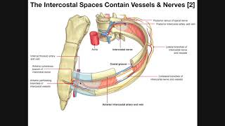 The Intercostal Muscles amp Intercostal Spaces [upl. by Ellehcit]