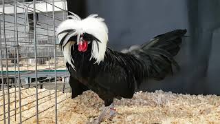 White Crested Black Polish Bantam [upl. by Karwan]