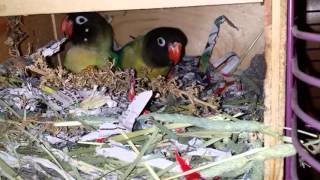 Inside A Lovebird Nest Box [upl. by Enilemme]