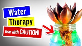 How to WATER THERAPY Succulents  Succulents for Beginners [upl. by Avot]