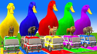 5 Giant Duck CartoonCowElephantTigerLionDinosaurPaint Wild Animals Crossing Fountain Animation [upl. by Hinman]