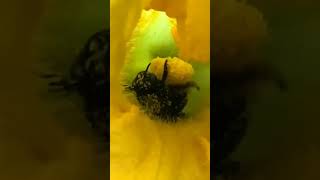 Pollination by insectviralvideo [upl. by Aerdna]