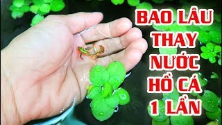 KINH NGHIỆM THAY NƯỚC HỒ CÁ 7 MÀU BỊ NẤM BẨN  Túc Thịnh [upl. by Novej871]