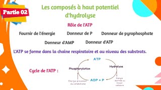 Biochimie  La bioénergétique  Partie 0203 [upl. by Phaidra]