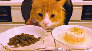 Store Cat Food vs Homemade [upl. by Packston]